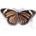 common tiger Danais plexippus(Monarch butterfly)